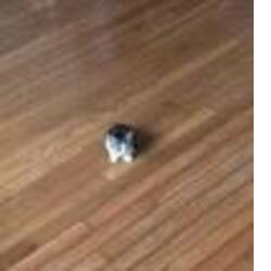 Smol Cat