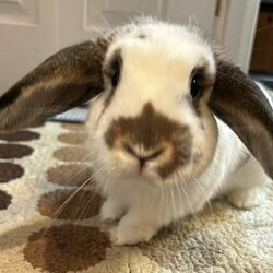 Solport Tom's bunny Lola