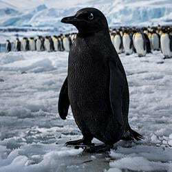 The Black Penguin