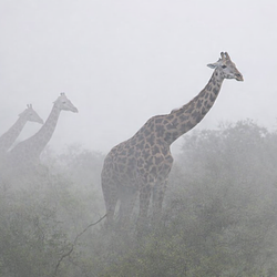 The Giraffes