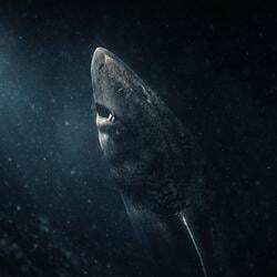 The Greenland Shark