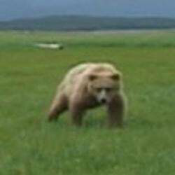 The Mercy Of The Bear