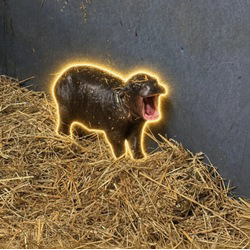 The Pygmy Hippo