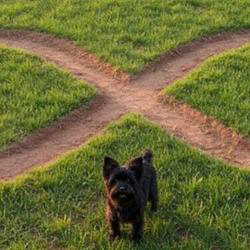 The Real Infinite Runner