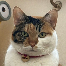 Totakeke's Sister
