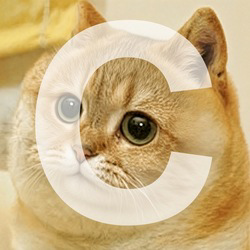 Tsutsuji the Cate