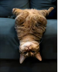 Upsidedowncat