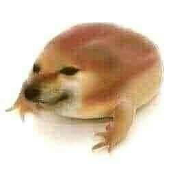 What the dog doing?