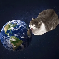 World licking cat
