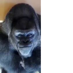 以和为贵 (Yi He Wei Gui)